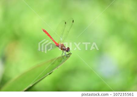 Red dragonfly Mayutateakane (Akane Mayutate) 107235561