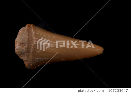 shark tooth isolated 107235647