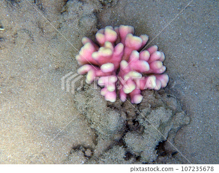 Stylophora subseriata corals from the red sea Stylophora subseriata corals from the red sea 107235678