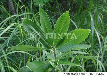 Bamboo leaf  107235687
