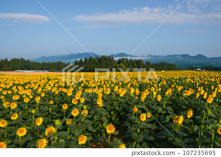 Tsunan Town Sunflower Square Tsunan Town Sunflower Square 107235695