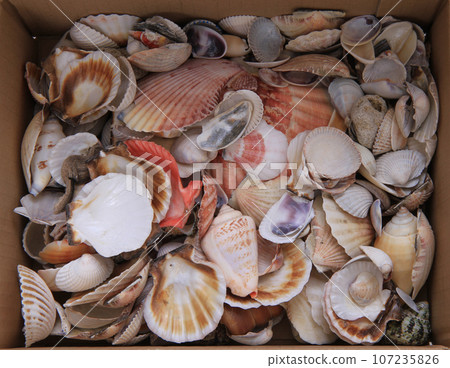 sea shells texture sea shells texture 107235826