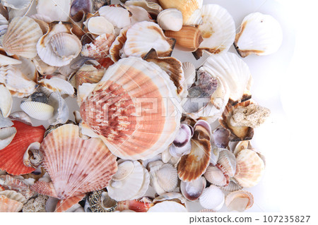 sea shells texture sea shells texture 107235827