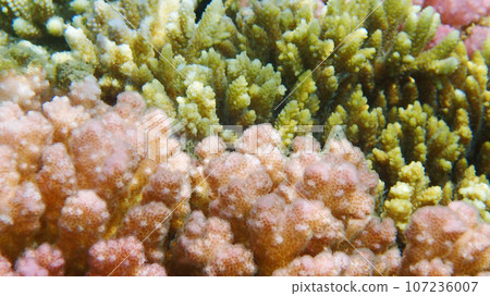 some pocillocira coral 107236007