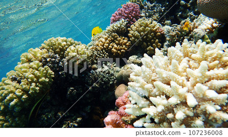 acropora corals from the red sea 107236008