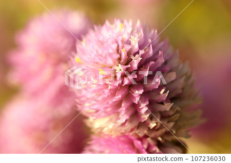 Pink crepe flowers are blooming Pink crepe flowers are blooming 107236030