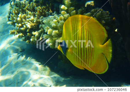 Bluecheek butterflyfish, Chaetodon semilarvatus Bluecheek butterflyfish, Chaetodon semilarvatus 107236046