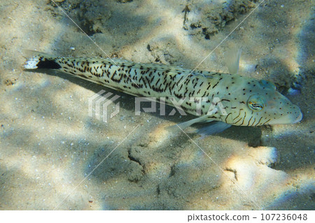 Speckled sandperch (parapercis hexophthalma) 107236048