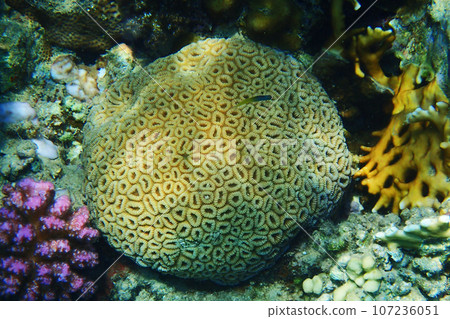 Favia favus coral Favia favus coral 107236051