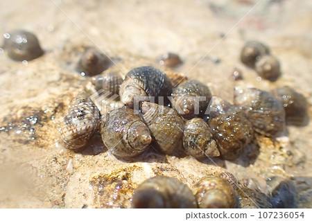 water snails from the beach water snails from the beach 107236054