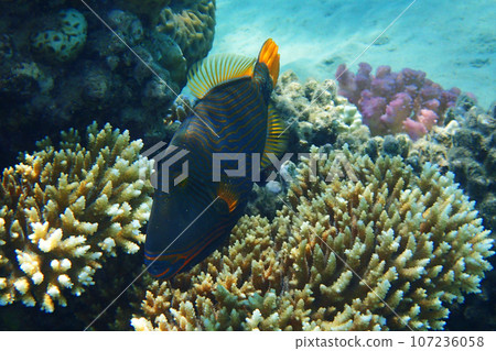 Orangelined triggerfish (Balistapus undulatus) fish 107236058