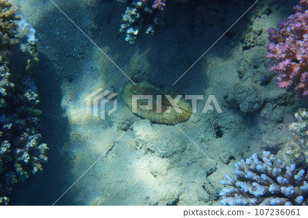 coral reef in Egypt, Makadi Bay 107236061