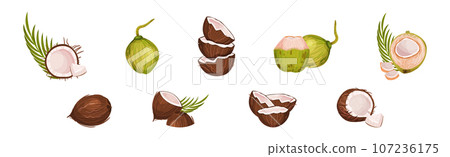 Coconut Fruit Cracked with Brown Husk Vector Set Coconut Fruit Cracked with Brown Husk Vector Set 107236175