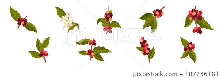 Coffee Tree Branches with Green Leaves and Berry Vector Set Coffee Tree Branches with Green Leaves and Berry Vector Set 107236181