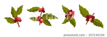 Coffee Tree Branches with Green Leaves and Berry Vector Set Coffee Tree Branches with Green Leaves and Berry Vector Set 107236184