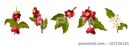Coffee Tree Branches with Green Leaves and Berry Vector Set Coffee Tree Branches with Green Leaves and Berry Vector Set 107236185