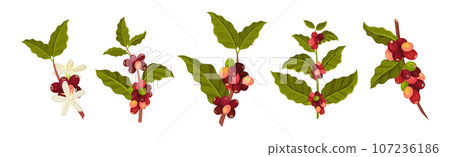 Coffee Tree Branches with Green Leaves and Berry Vector Set Coffee Tree Branches with Green Leaves and Berry Vector Set 107236186