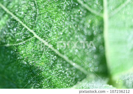 Water droplets and pumpkin leaves and veins 107236212