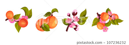 Fresh Apricot Tree Branch as Garden Plant Vector Set 107236232