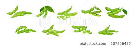 Soy Grain Legume or Pulse Crop with Green Pod and Beans Vector Set 107236425