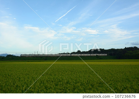 新的快速列車穿過稻穗成熟的秋季鄉村 (東海道本線伊苗～能登川, 2023年9月) 107236676