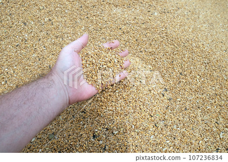 Hand holding golden wheat seed Hand holding golden wheat seed 107236834