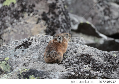 pika standing on stone 107236932