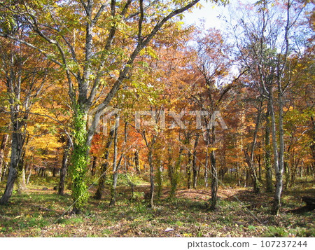 秋田縣玉川高原森林的風景，色彩繽紛的秋葉 107237244