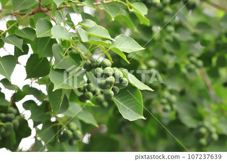 Nanjing Yellow Hazel Fruit 107237639