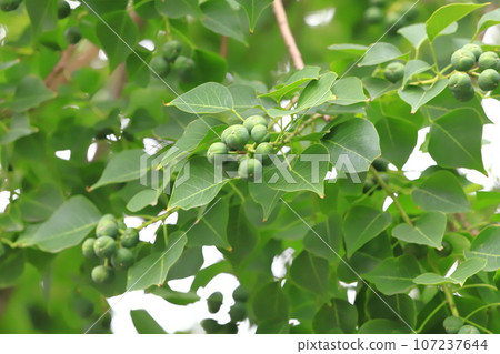Nanjing Yellow Hazel Fruit Nanjing Yellow Hazel Fruit 107237644