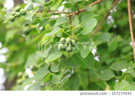 Nanjing Yellow Hazel Fruit Nanjing Yellow Hazel Fruit 107237645