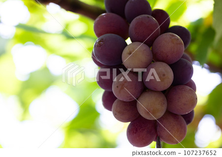 享受季節性葡萄採摘 享受季節性葡萄採摘 107237652