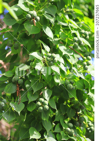 Nanjing Yellow Hazel Fruit Nanjing Yellow Hazel Fruit 107237665