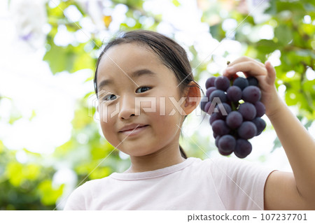 Children enjoying picking seasonal grapes Children enjoying picking seasonal grapes 107237701