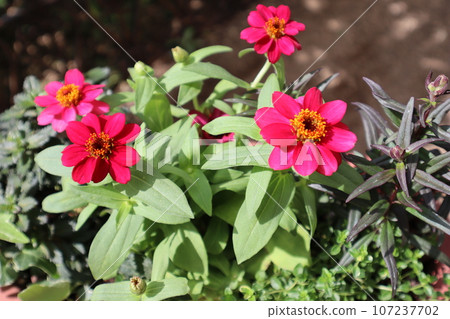 Red zinnia flower arrangement 107237702