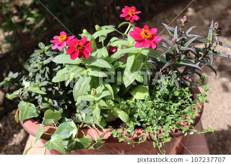 Red zinnia flower arrangement 107237707