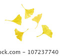 Watercolor painting of yellowed ginkgo leaves 107237740