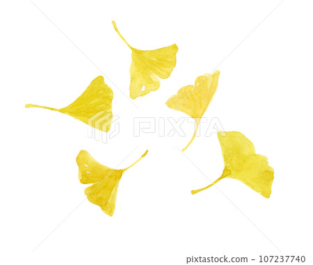Watercolor painting of yellowed ginkgo leaves 107237740