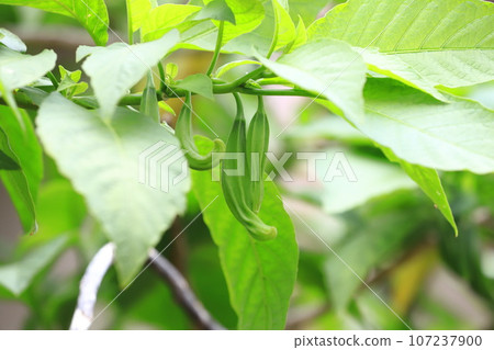 天使小號（Kidachi韓國牽牛花）水果 107237900