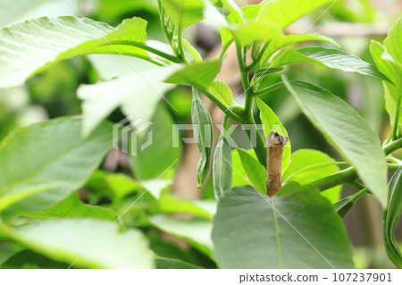 天使小號（Kidachi韓國牽牛花）水果 107237901