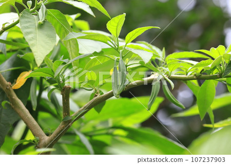 Angel trumpet (Kidachi Korean morning glory) fruit 107237903