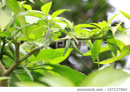 Angel trumpet (Kidachi Korean morning glory) fruit 107237904