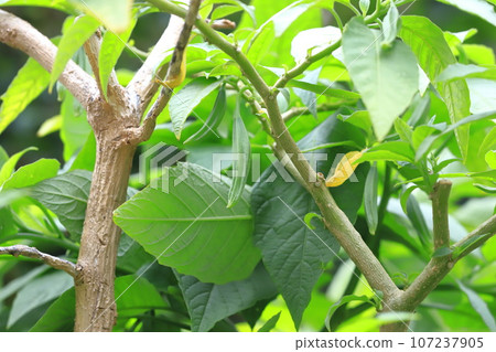 Angel trumpet (Kidachi Korean morning glory) fruit 107237905