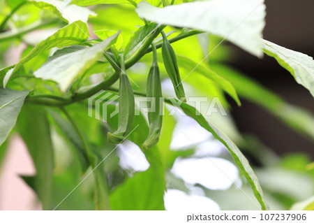 Angel trumpet (Kidachi Korean morning glory) fruit 107237906