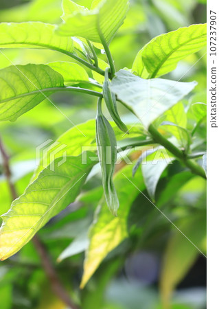 Angel trumpet (Kidachi Korean morning glory) fruit Angel trumpet (Kidachi Korean morning glory) fruit 107237907