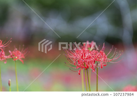 宮城縣柴田町，雨後的船岡城跡公園，水滴和紅蜘蛛百合，柴田曼朱莎節 107237984
