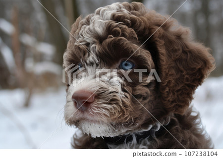 Close-up portrait of puppy lagotto romagnolo on winter background 107238104