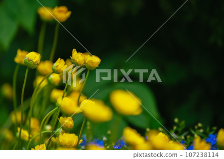 Buttercup flowers blooming in spring 107238114