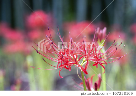 Funaoka Castle Ruins Park after the rain, water drops and red spider lily, Shibata Manjusha Festival, Shibata Town, Miyagi Prefecture Funaoka Castle Ruins Park after the rain, water drops and red spider lily, Shibata Manjusha Festival, Shibata Town, Miyagi Prefecture 107238169