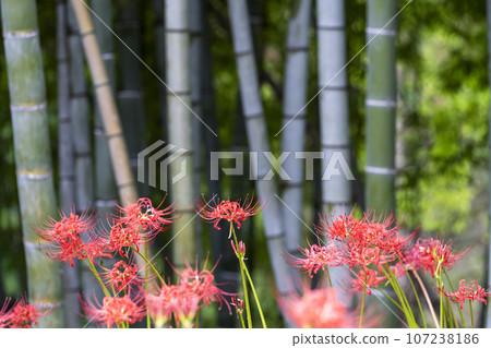 Funaoka Castle Ruins Park after the rain, water drops and red spider lily, Shibata Manjusha Festival, Shibata Town, Miyagi Prefecture Funaoka Castle Ruins Park after the rain, water drops and red spider lily, Shibata Manjusha Festival, Shibata Town, Miyagi Prefecture 107238186